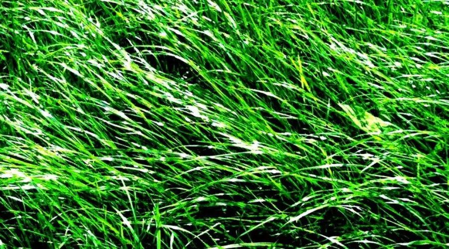 It’s No Mow May!