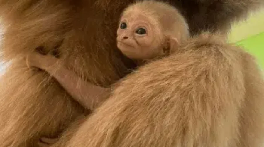 Help Name the Baby White-Handed Gibbon