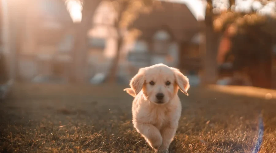 Avoiding A ‘Ruff’ Canada Day For Your Pets