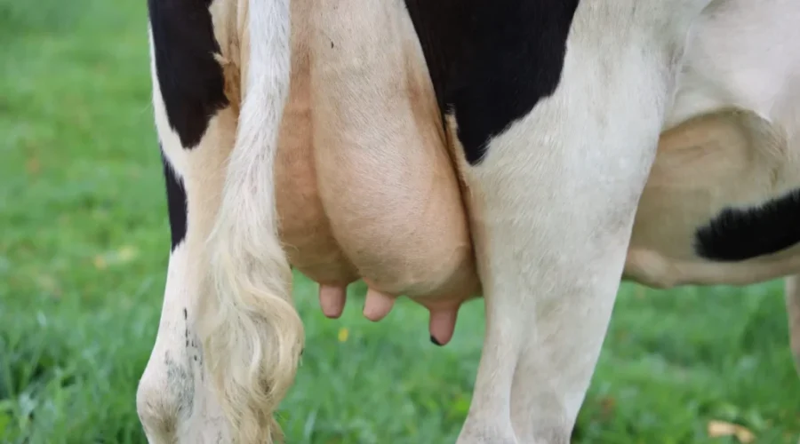 Cost Of Milk Going Up For 2nd Time This Year