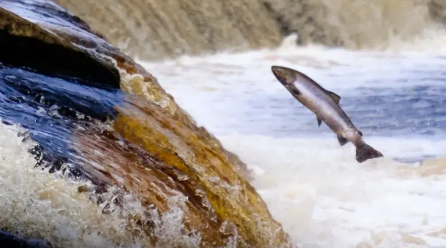 New Executive Director for Atlantic Salmon Conservation Foundation