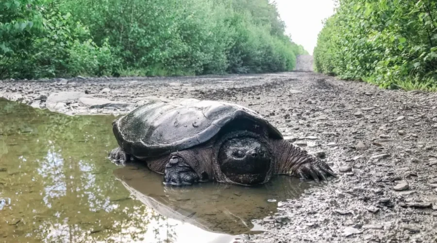 Turtle Patrol: It’s A Critical Time For N.B.’s Hard-Shelled Friends