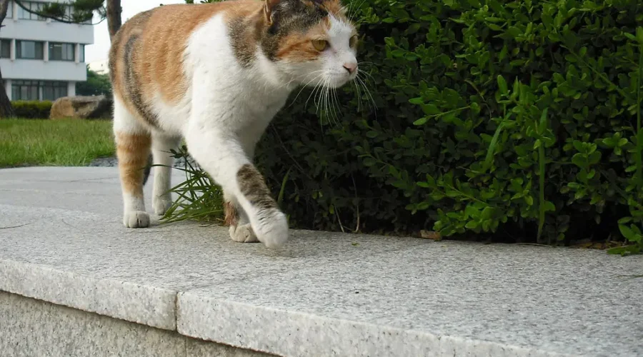 Cat Population Has Exploded In Greater Moncton