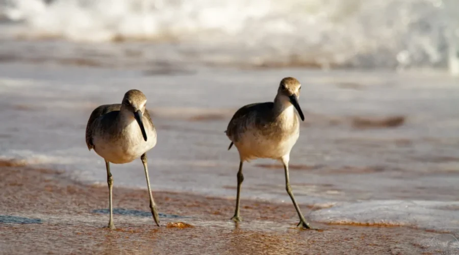 Sandpipers Return To Johnson’s Mills