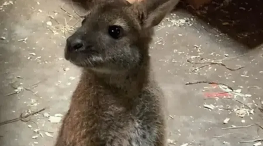 Magnetic Hill Zoo Welcomes The Wallabies