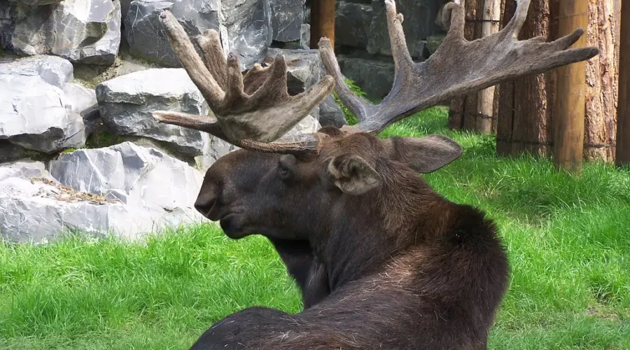 Moose Season Underway In NB