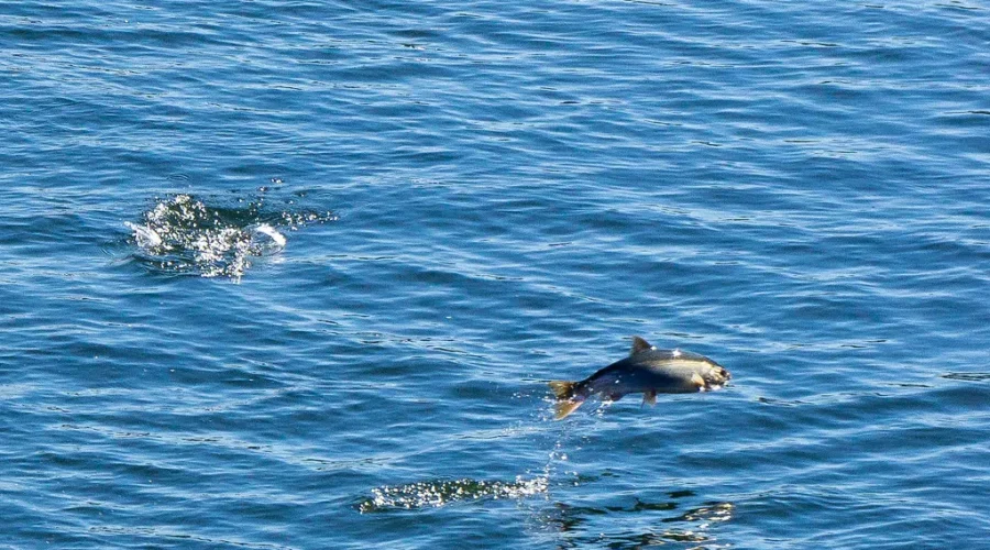 Applications Now Being Accepted For Atlantic Salmon Conservation