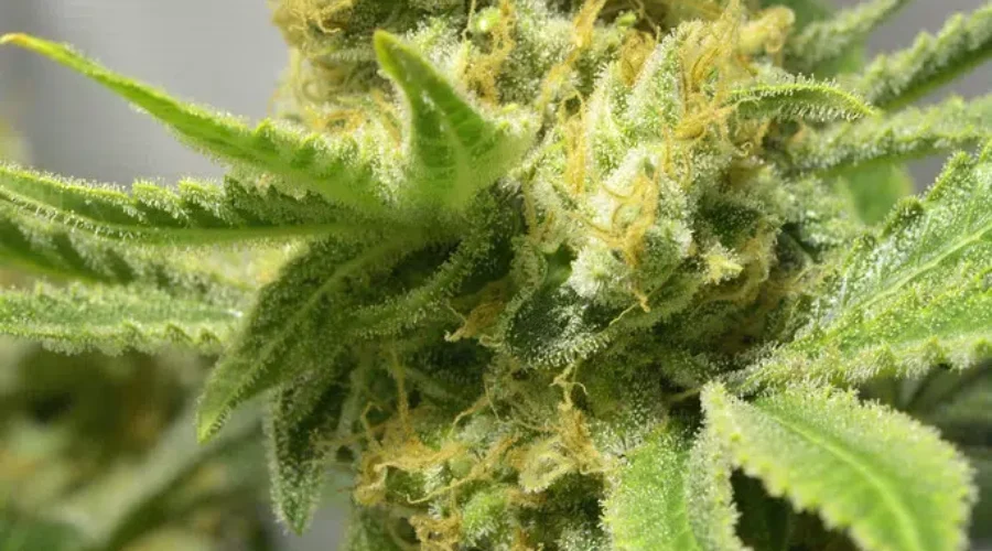 Private Retailers To Be Chosen To Sell Cannabis in New Brunswick