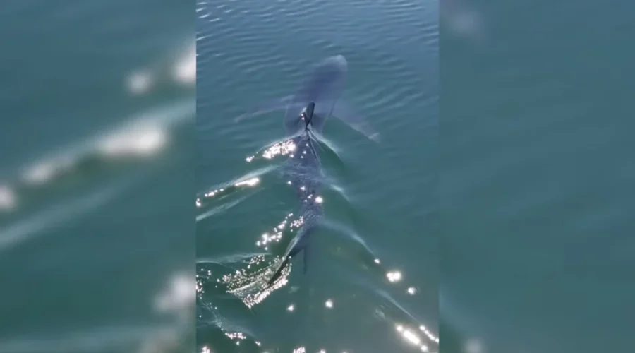 More Blue Shark Sightings Than Usual In Bay Of Fundy