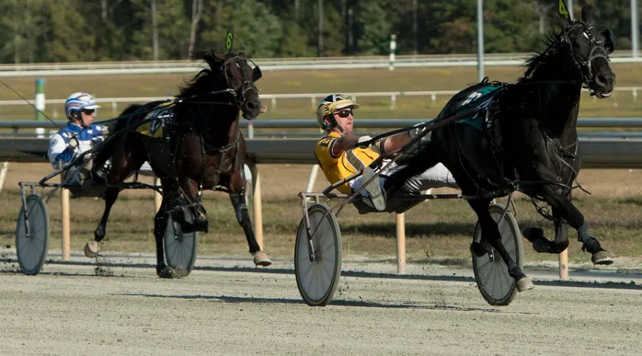 Final Harness Racing Card In Saint John