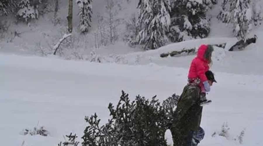 Families Begin Looking For The Perfect Christmas Tree