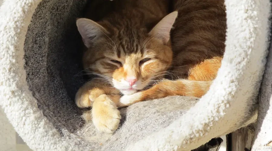 PAW Launches Cat Room Campaign