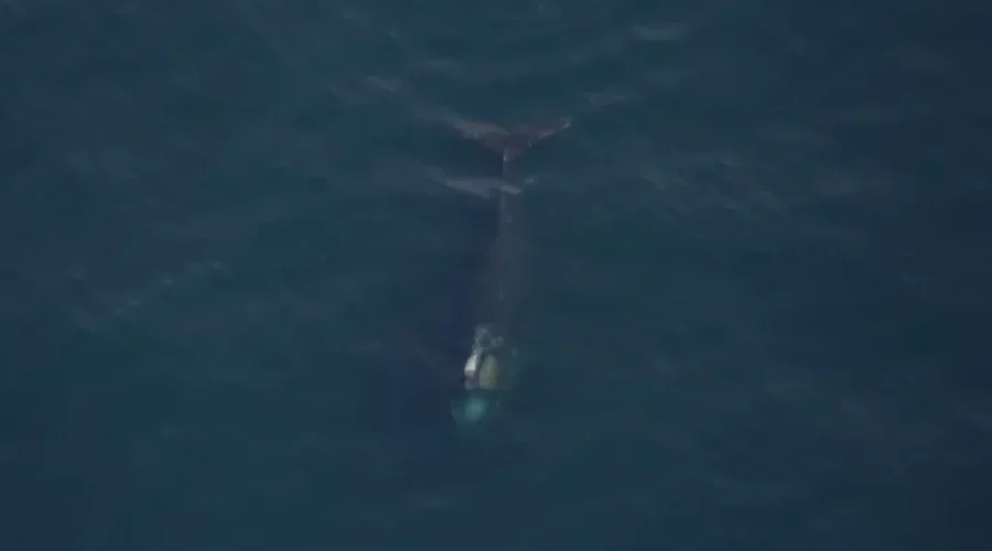 North Atlantic Right Whale Disentangled From Canadian Gear