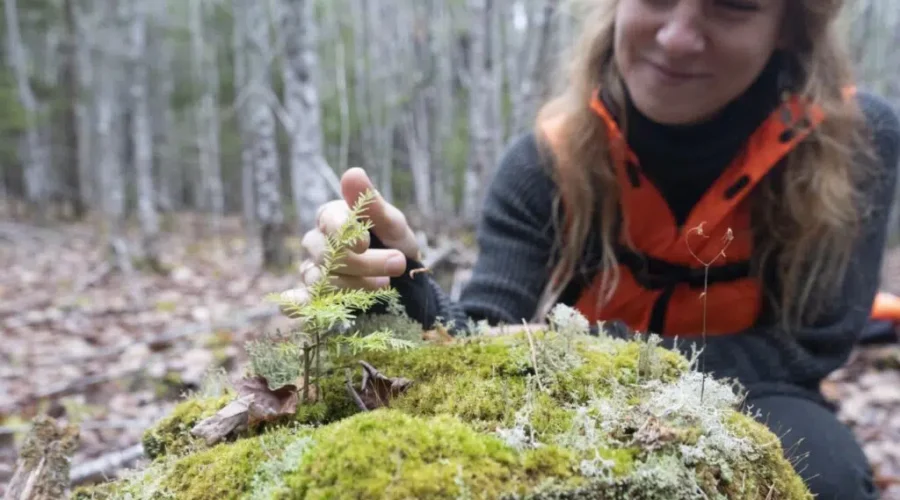 Grant will help small forest owners fight climate change