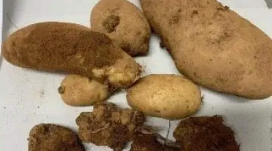 Potato wart not detected in 2022 national CFIA soil sampling survey