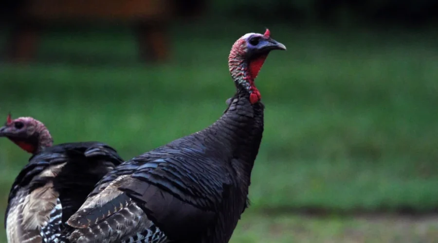 Draw results for N.B. wild turkey hunt