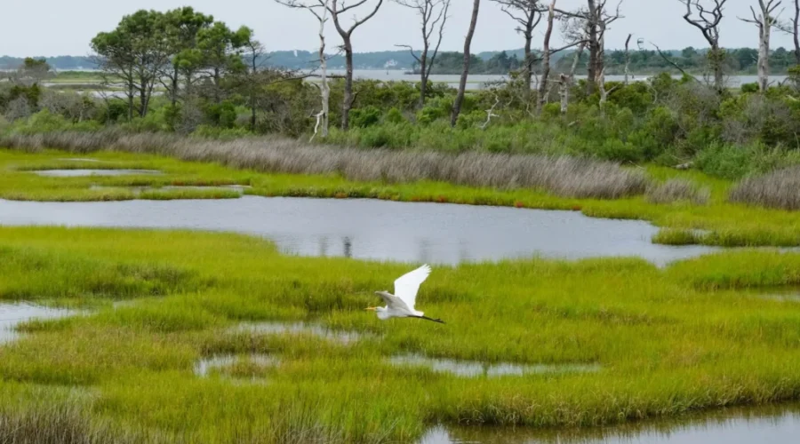 Growing support for nature-based climate solutions: survey