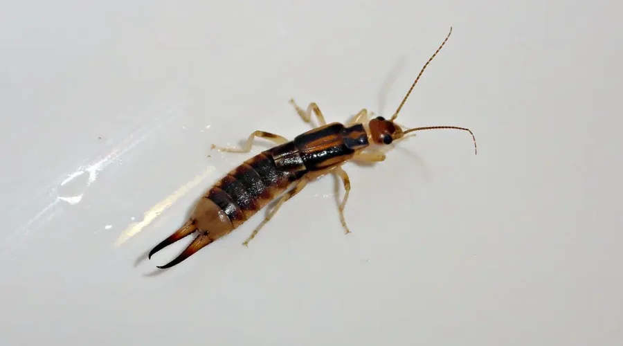 Earwig sightings on the rise in N.B