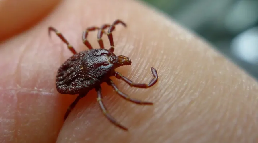Treating tick bites has been great addition to N.B. health plan: pharmacists