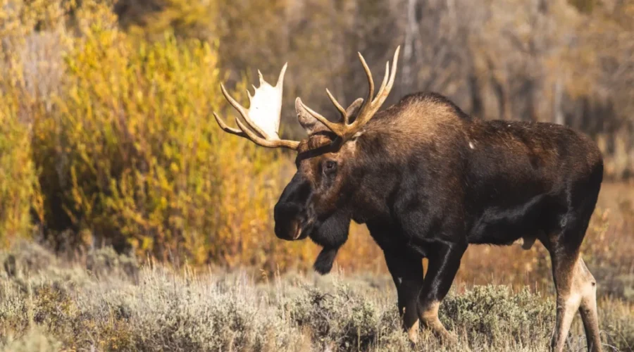 Resident moose hunt season begins Tuesday