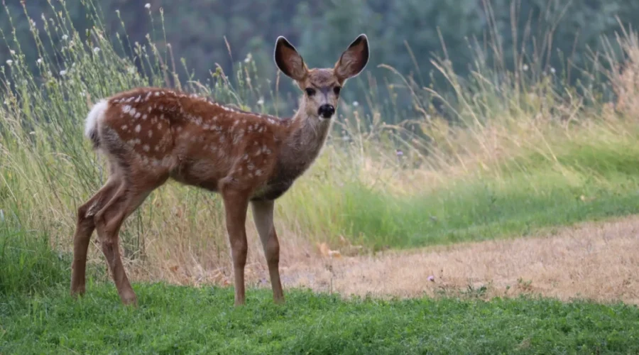 Younger N.B. residents can now buy deer, bear hunting licences