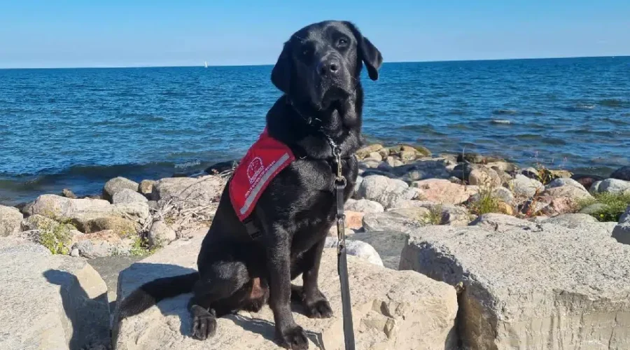 Iker, the Justice Facility dog, joins Courage Centre team