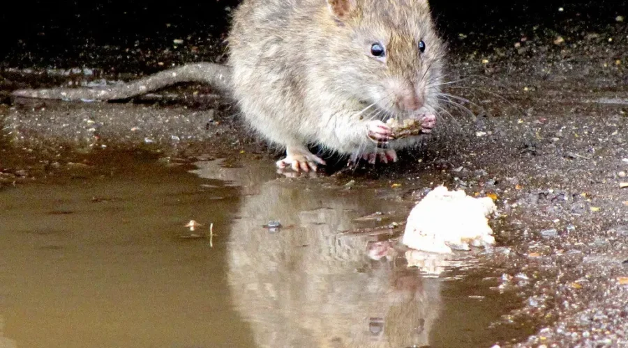 Top 15 ‘rattiest’ cities in Eastern Canada unveiled