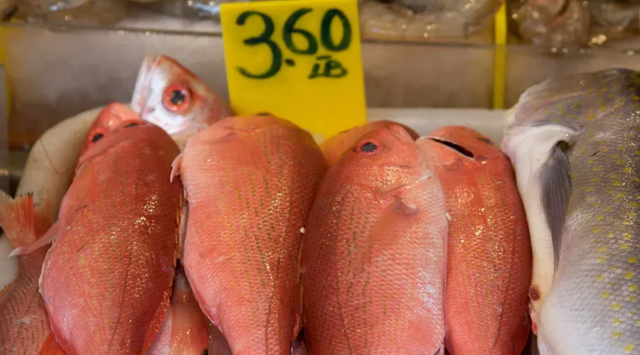 Commercial redfish operations to resume after 30 year moratorium