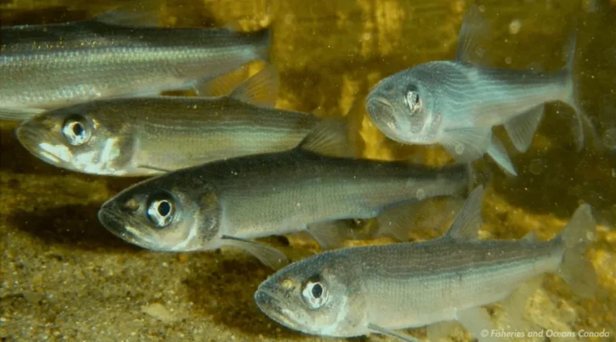 N.B. lake receives unique recognition