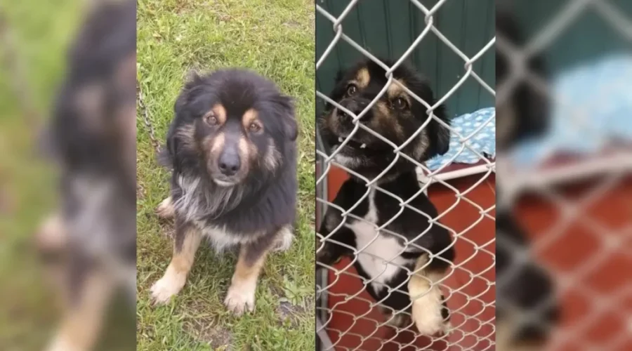 Miramichi men convicted on animal cruelty charges