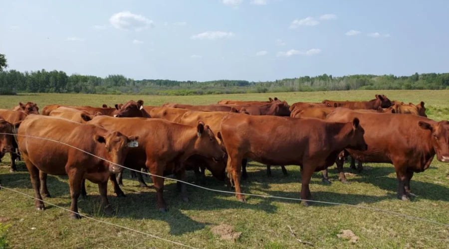 New insurance program for N.B. beef sector