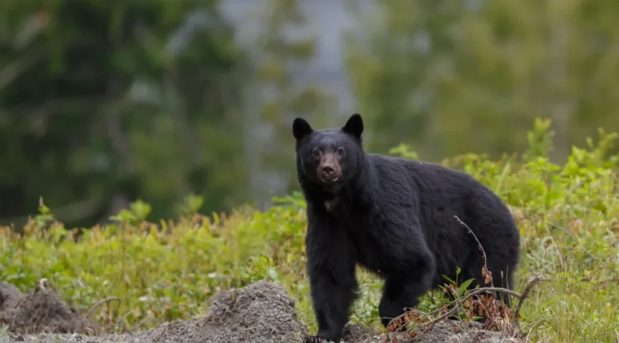 St. Stephen residents on alert after bear sightings