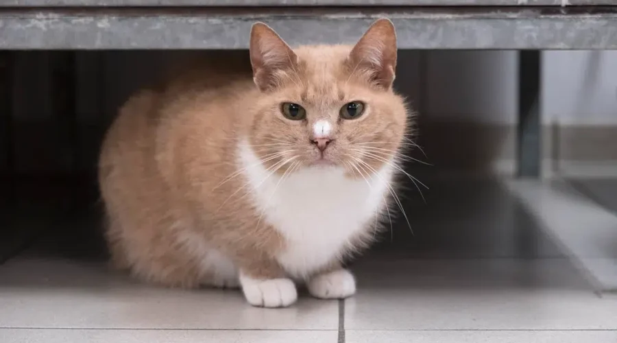 SPCA vet bill assistance program expanding in New Brunswick