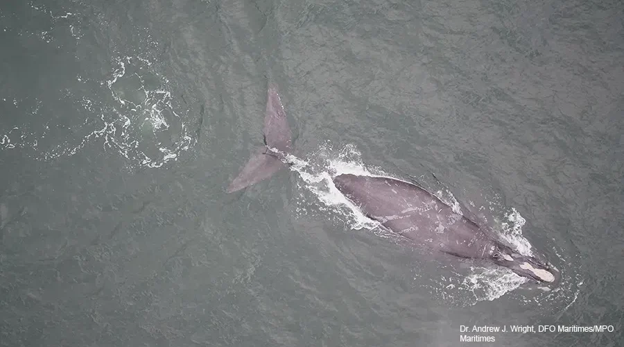 Entangled North Atlantic right whale in Gulf of St. Lawrence