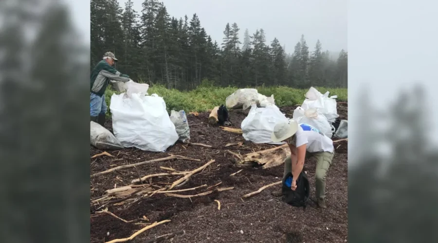 Volunteers wanted to beautify Pendleton Island