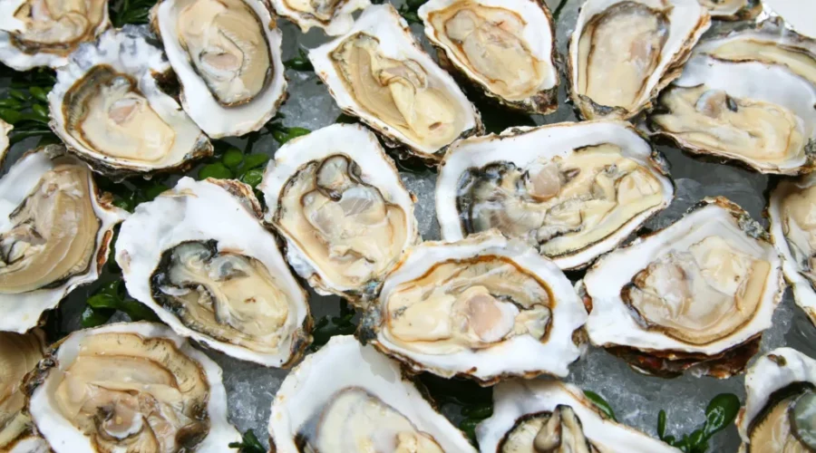 2 oyster diseases confirmed in N.B.