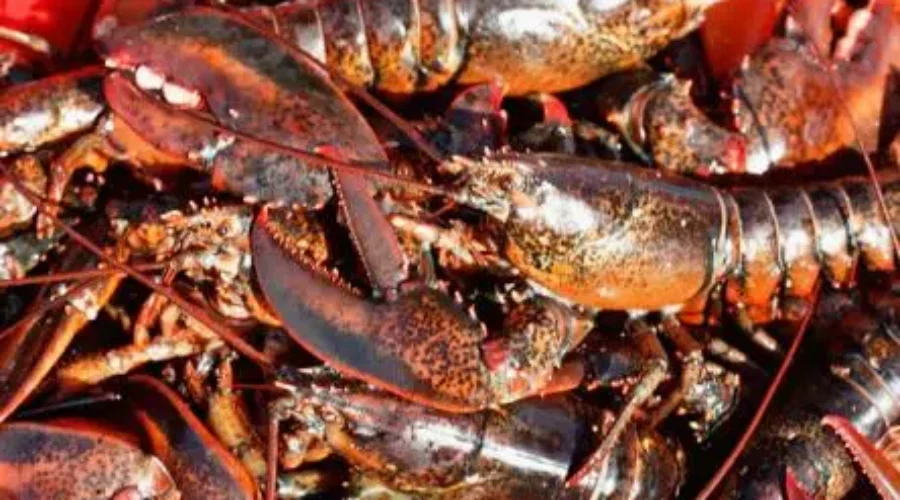 UFCA seeking $10M in damages for alleged illegal lobster sales
