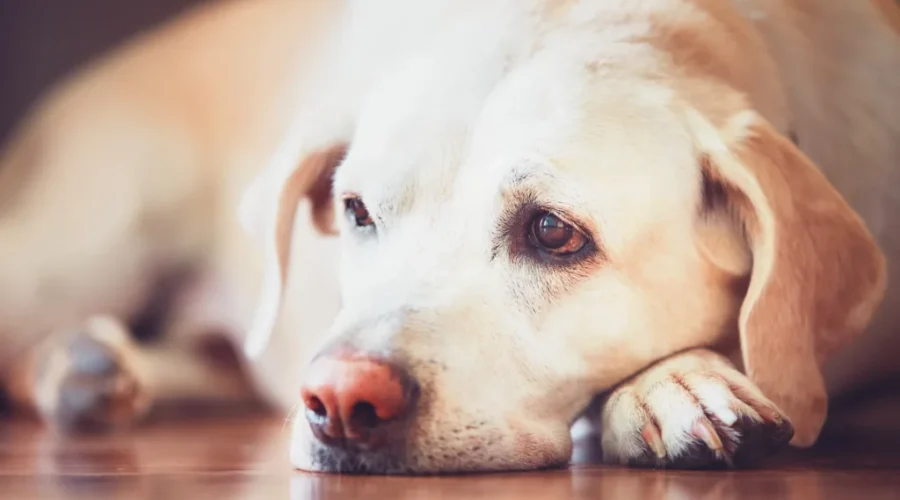 Growing concerns over canine parvovirus