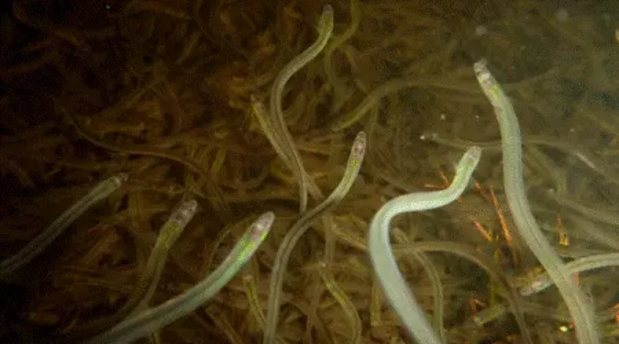 ‘It has to stop’: N.S. elver fisher speaks out on lawlessness in industry