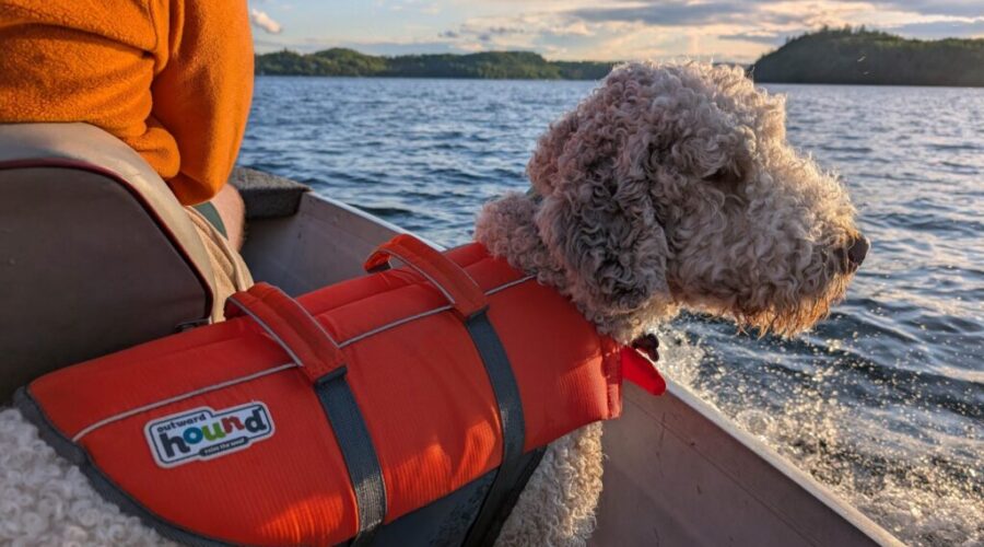 “Mack’s official (totally voluntary) guide to summer swimming safety” by Mack (who was definitely not told to write this by Mom)