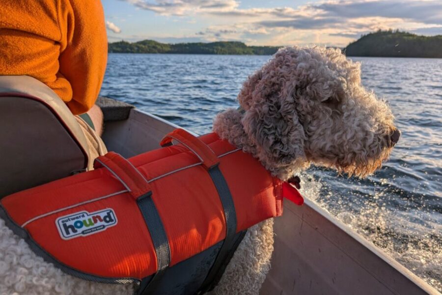 “Mack’s official (totally voluntary) guide to summer swimming safety” by Mack (who was definitely not told to write this by Mom)