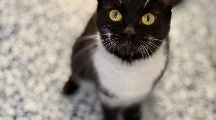 Charlotte County SPCA pet of the week