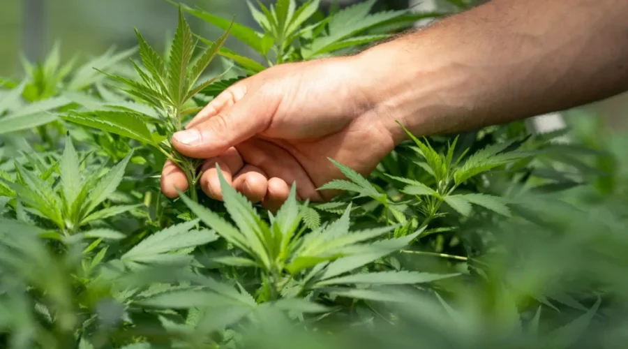 Pot bound for U.K. stopped in Saint John
