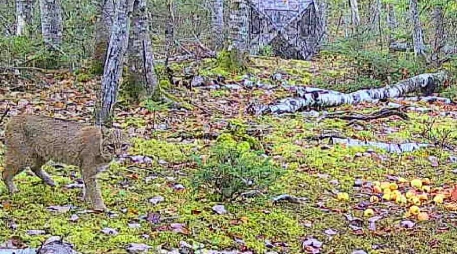 Share Your Charlotte County Trail Cam Pictures!