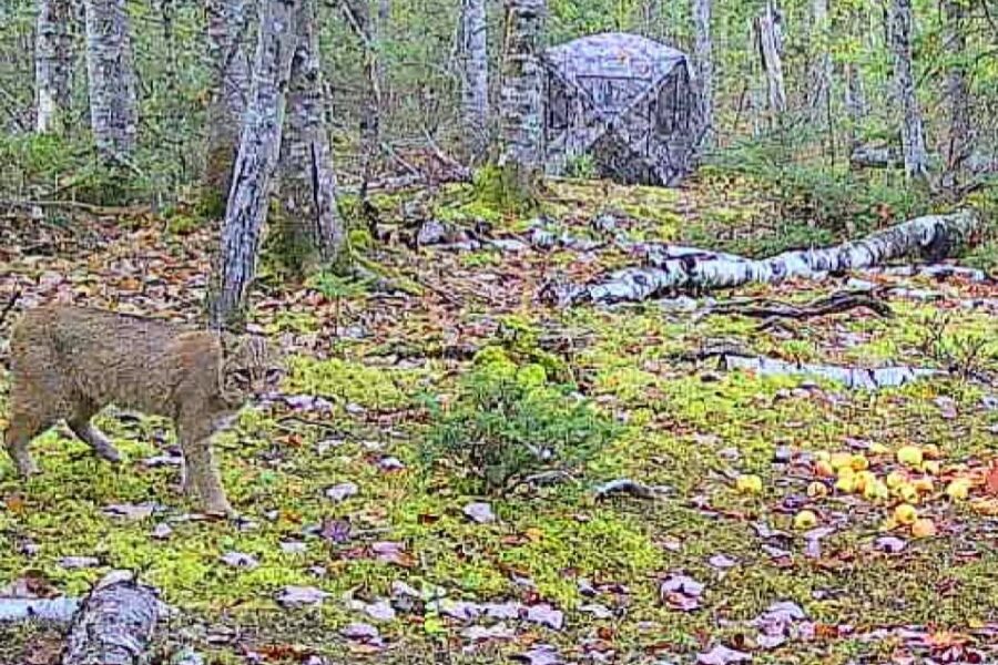 Share Your Charlotte County Trail Cam Pictures!