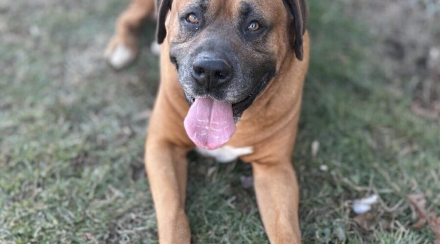 Say hello to Turbo!