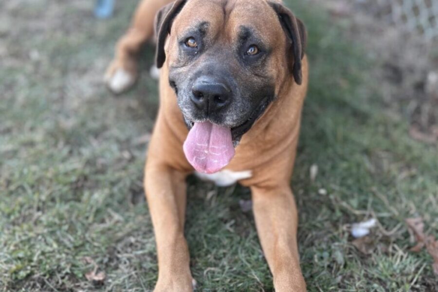 Say hello to Turbo!