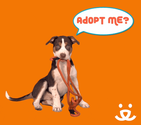 Beasley is the SPCA Pet of the week on Charlotte FM
