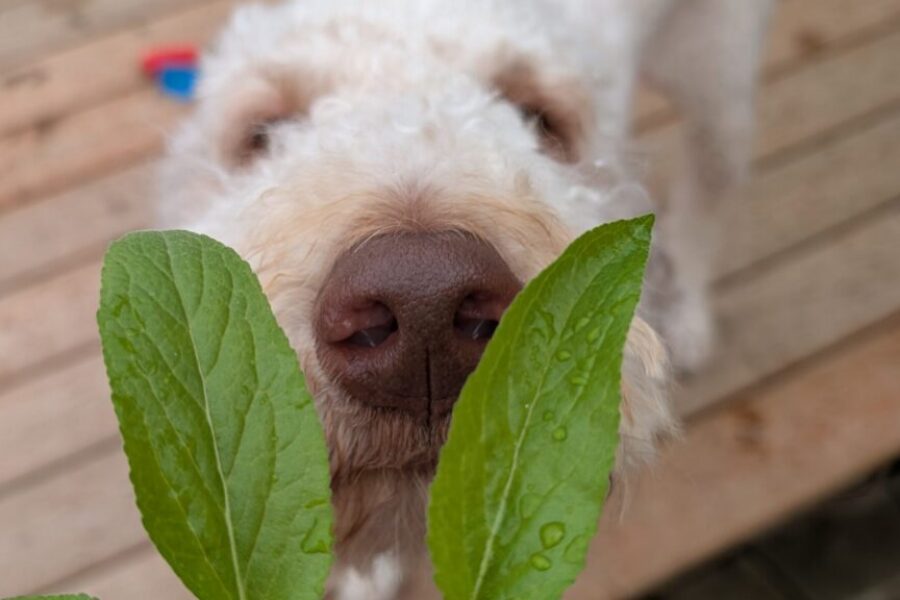 Stop and smell the… everything: why sniffing matters to dogs