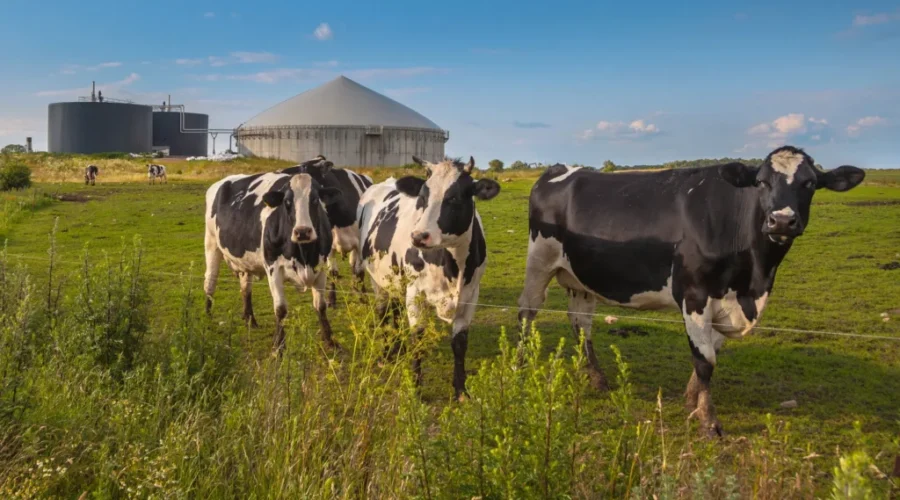 Biogas plant in Penobsquis aims to cut imports, emissions